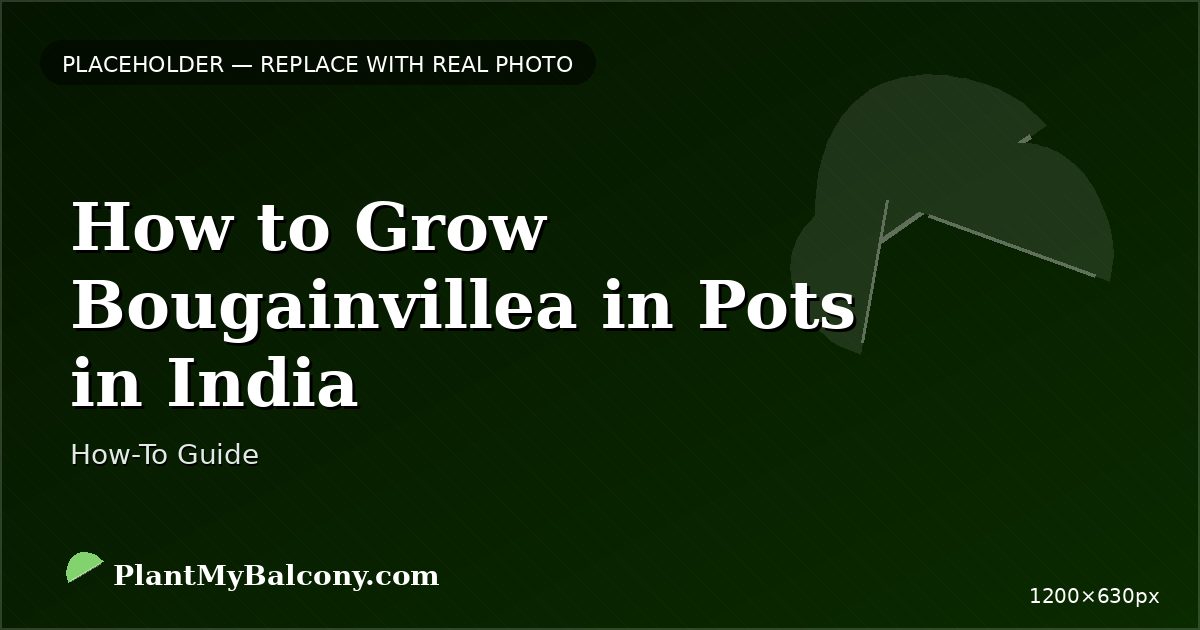 How to Grow Bougainvillea in Pots in India â Complete Guide