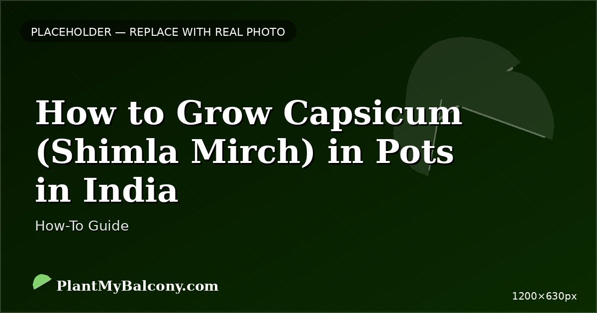 How to Grow Capsicum (Shimla Mirch) in Pots in India