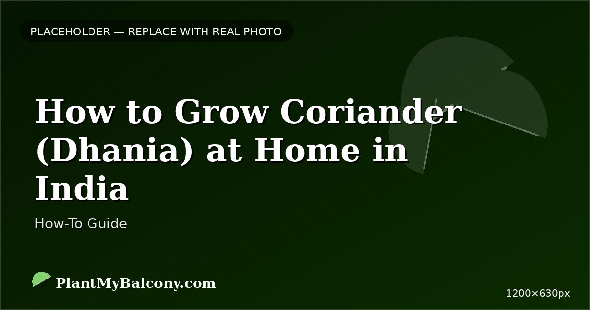 How to Grow Coriander (Dhania) at Home in India — Complete Guide