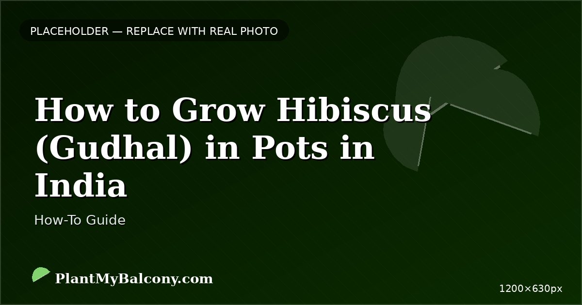 How to Grow Hibiscus (Gudhal) in Pots in India
