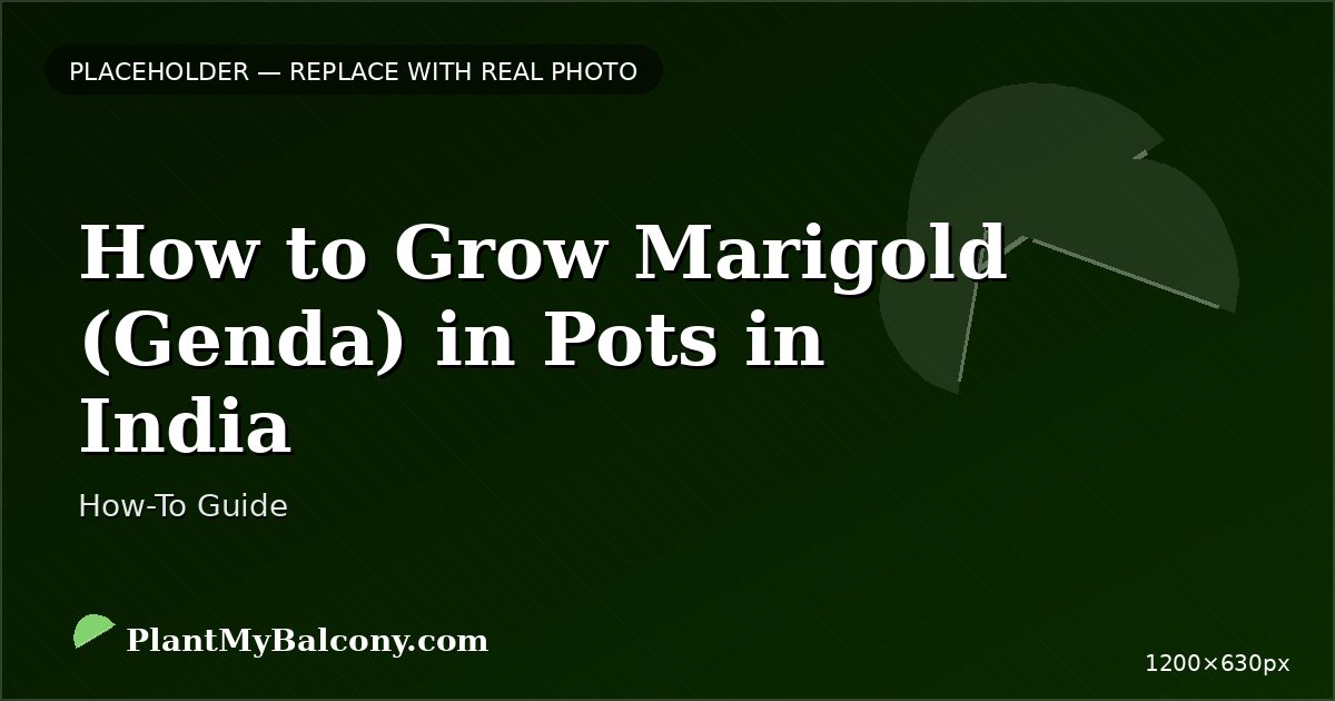 How to Grow Marigold (Genda) in Pots in India â Complete Guide