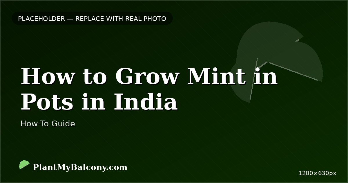 How to Grow Mint in Pots in India — Complete Guide