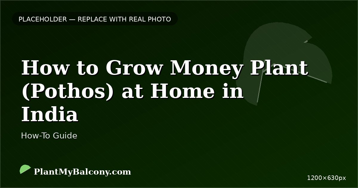 How to Grow Money Plant (Pothos) at Home in India