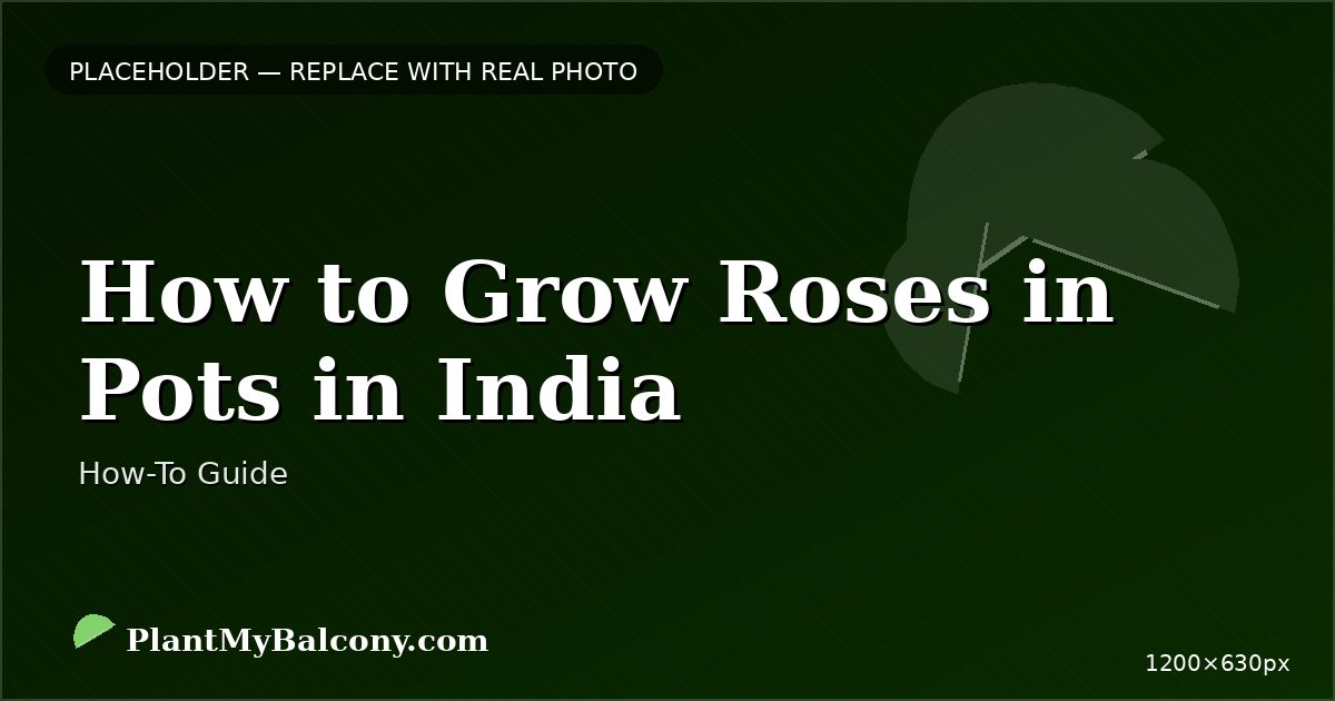 How to Grow Roses in Pots in India â Complete Guide