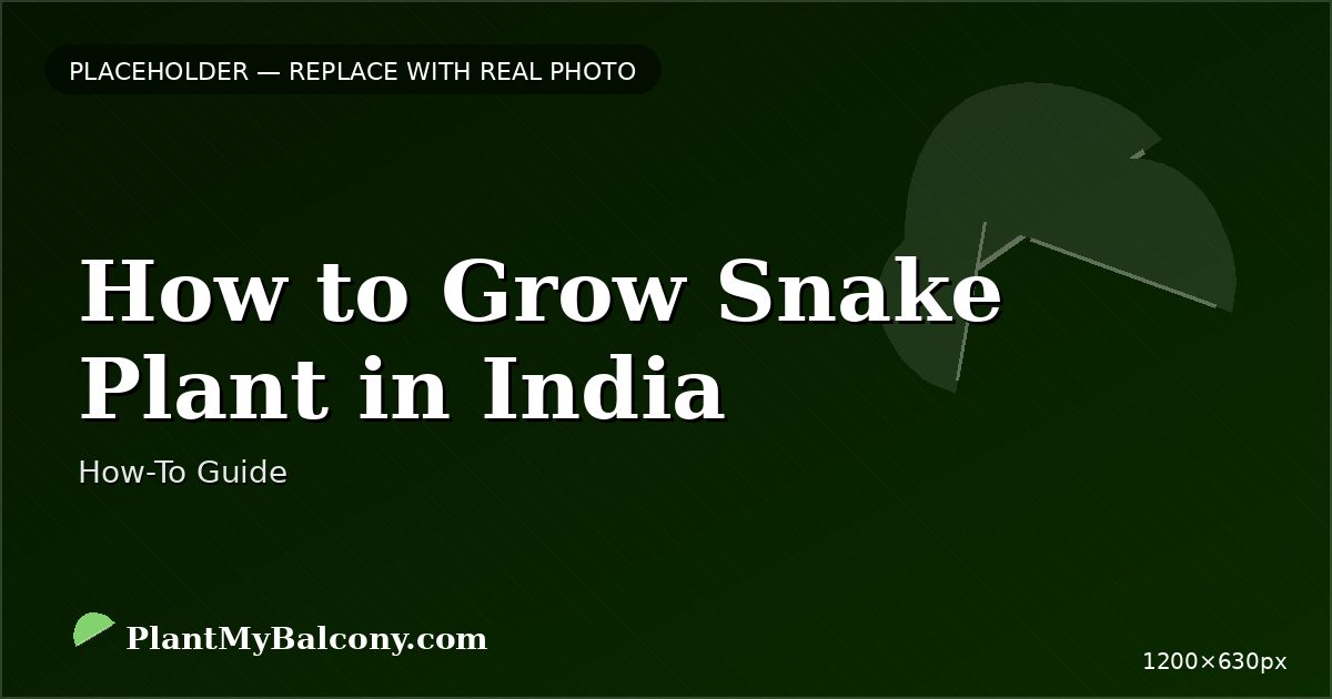 How to Grow Snake Plant in India — Complete Care Guide