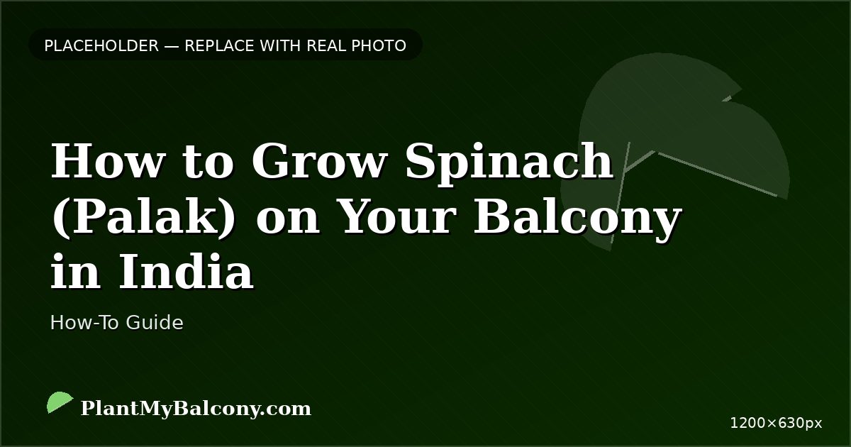 How to Grow Spinach (Palak) on Your Balcony in India