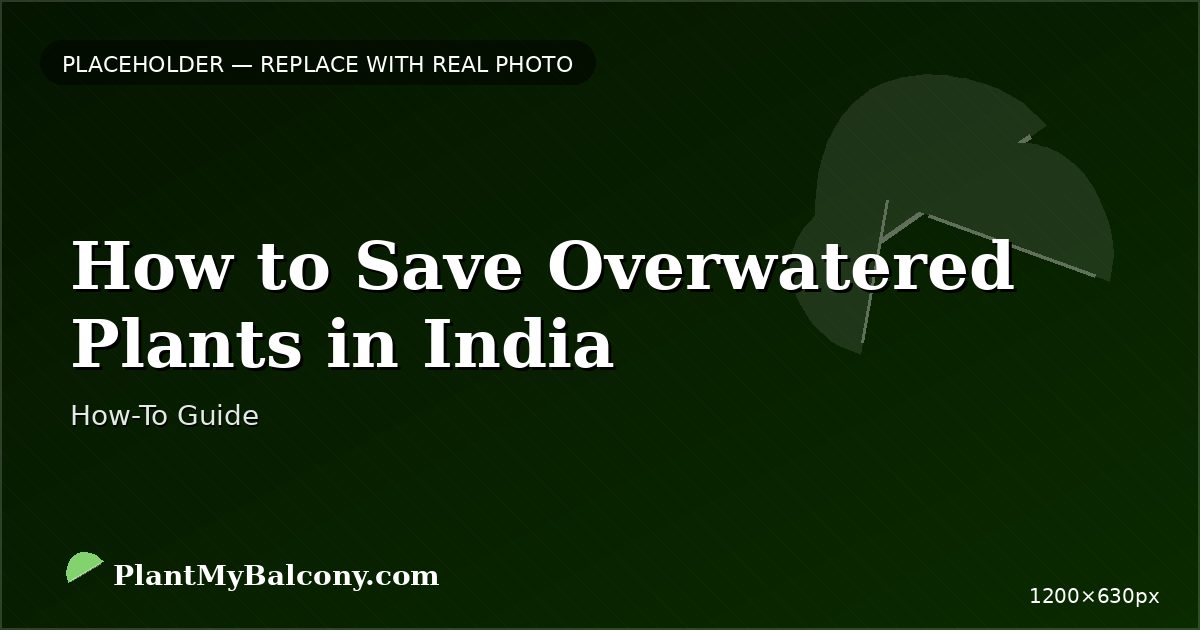 How to Save Overwatered Plants in India â Step by Step Guide