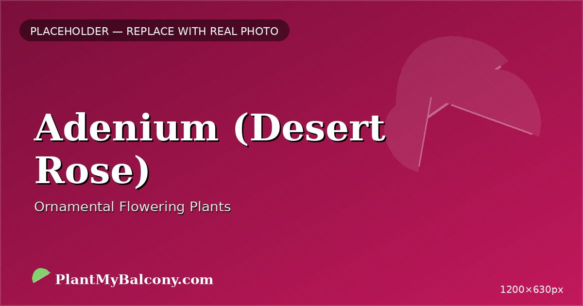 Adenium (Desert Rose) plant India