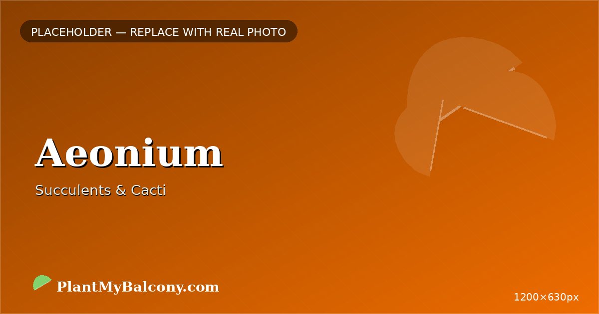 Aeonium