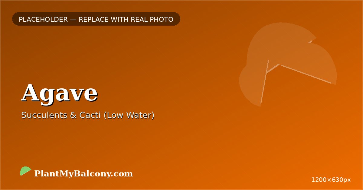 Agave plant India