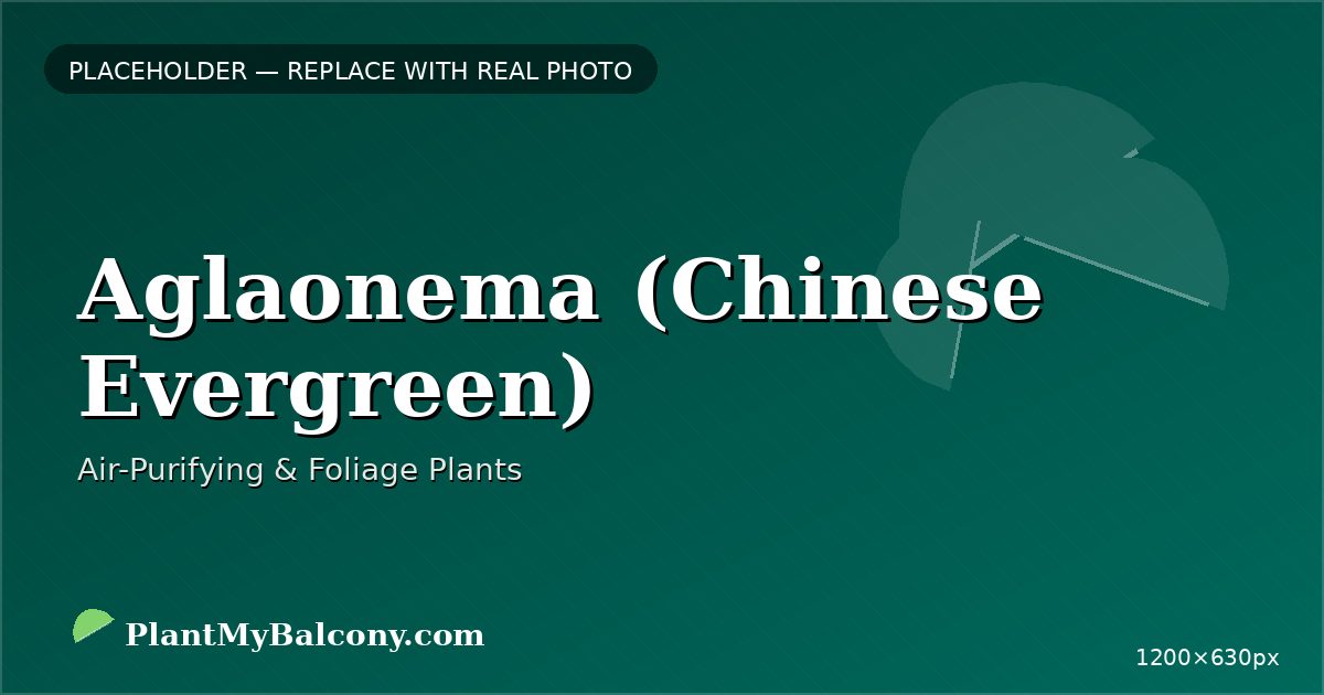 Aglaonema (Chinese Evergreen) plant India