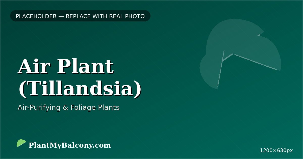 Air Plant (Tillandsia)