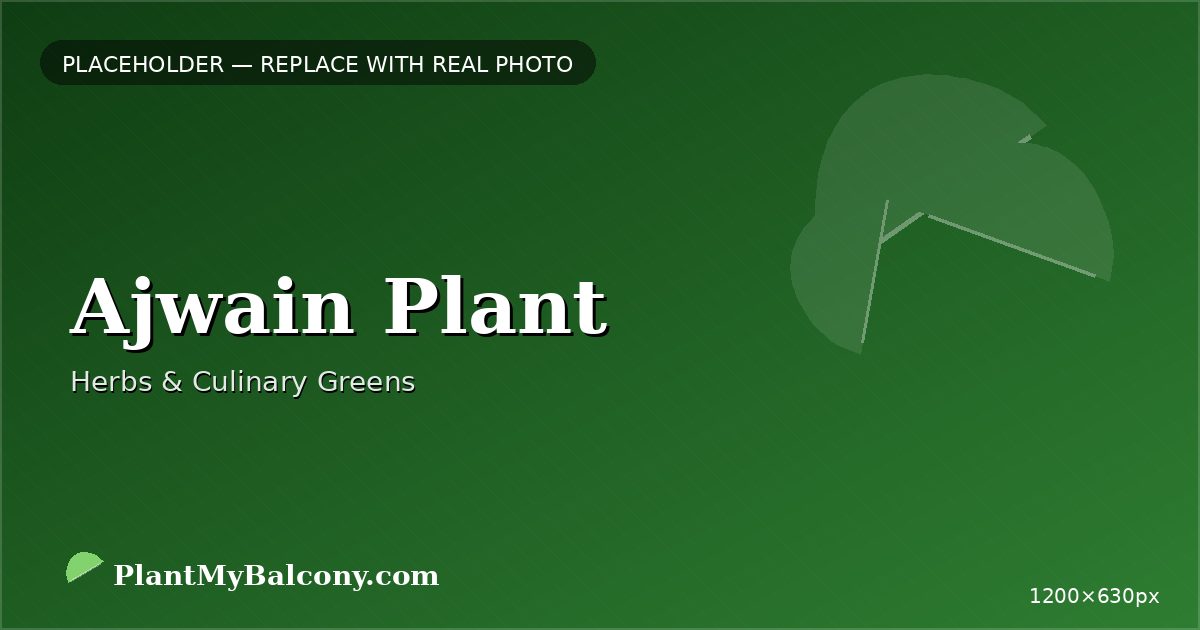 Ajwain Plant plant India