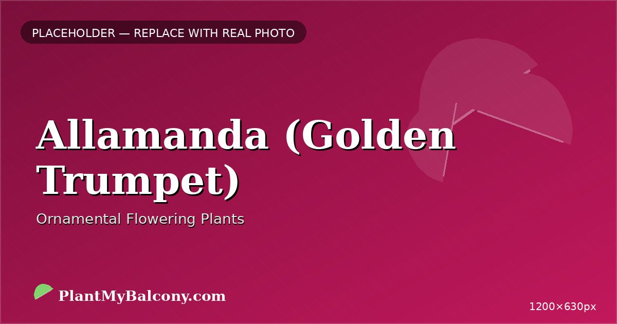 Allamanda (Golden Trumpet)