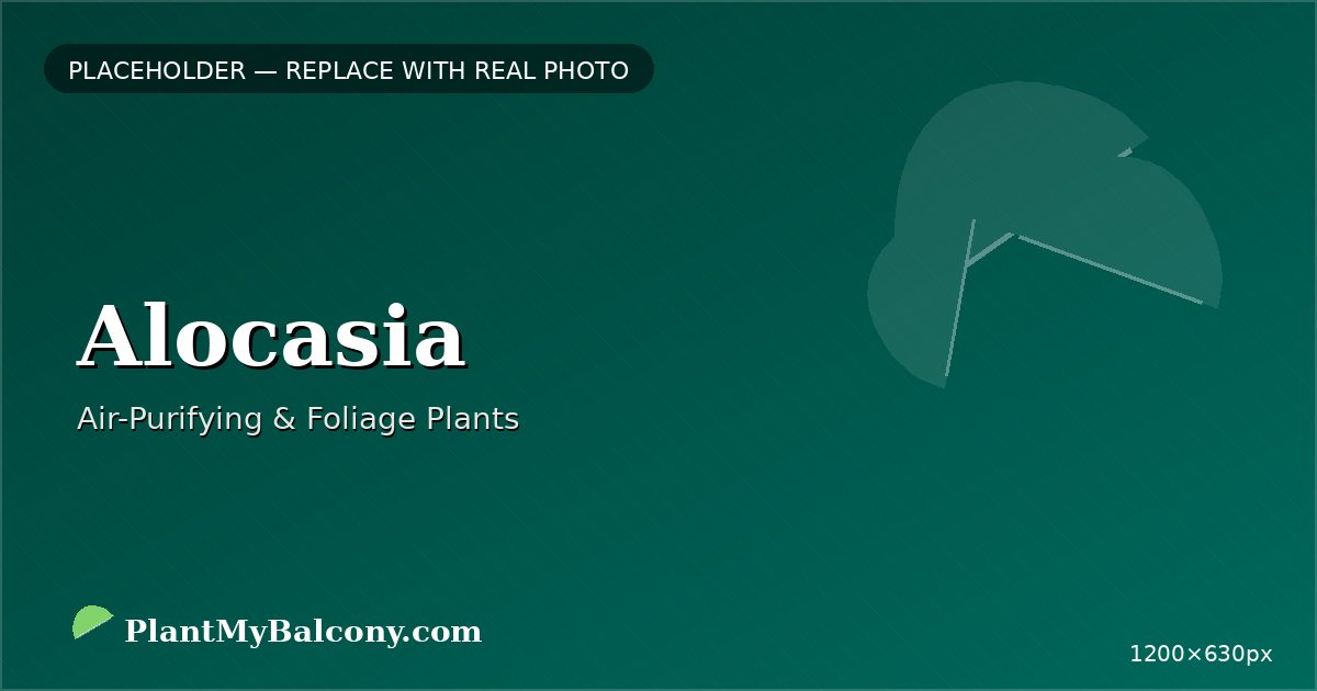 Alocasia