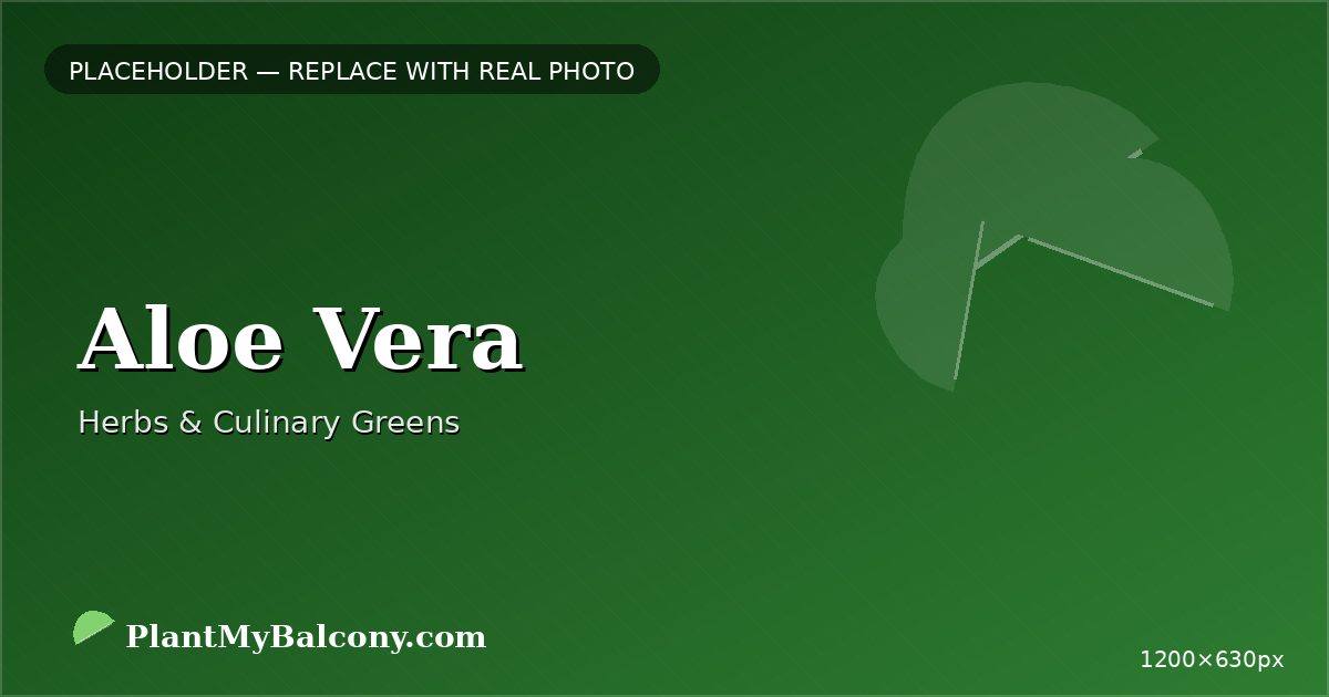 Aloe Vera plant India