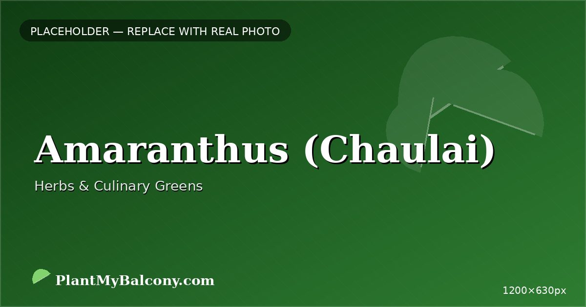 Amaranthus (Chaulai) plant India