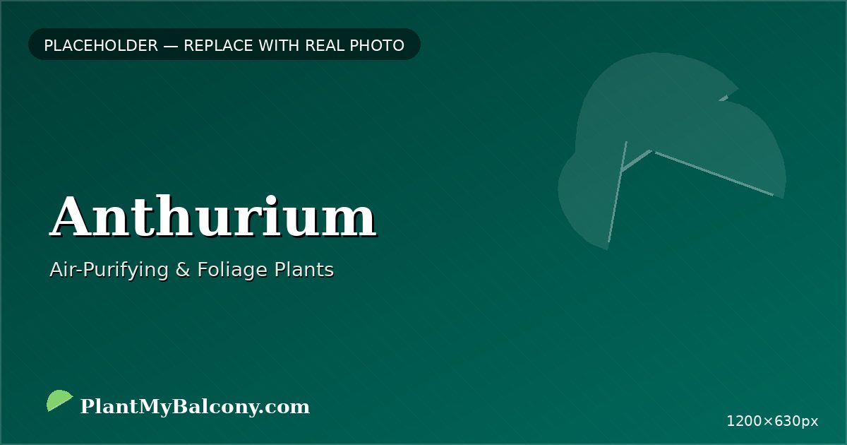 Anthurium plant India