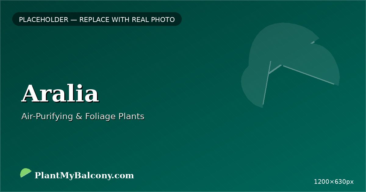 Aralia