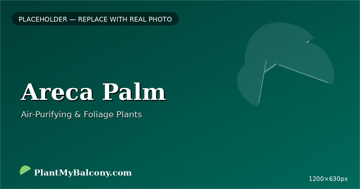 Areca Palm plant India