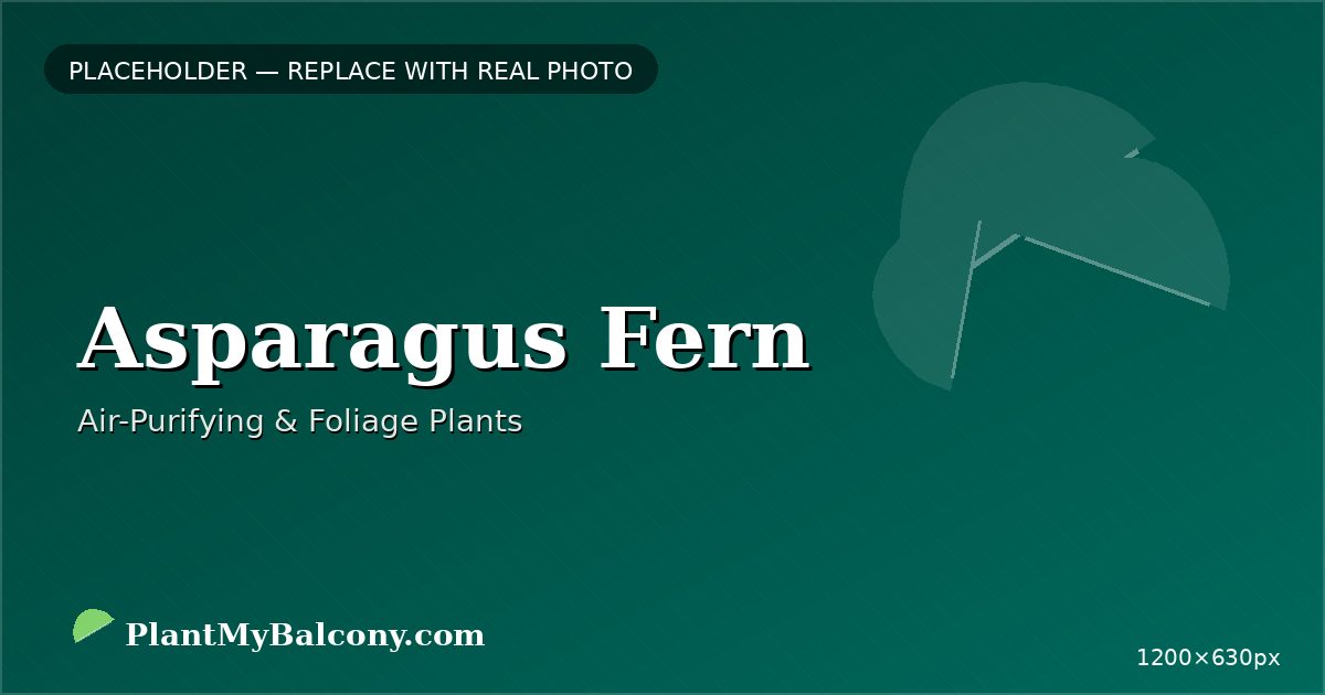 Asparagus Fern plant India