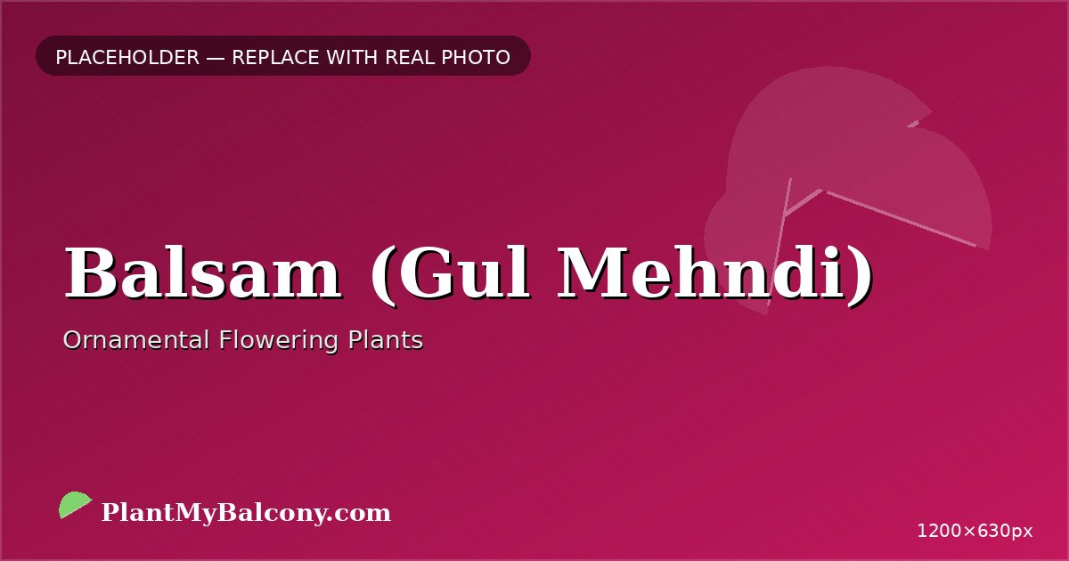 Balsam (Gul Mehndi) plant India