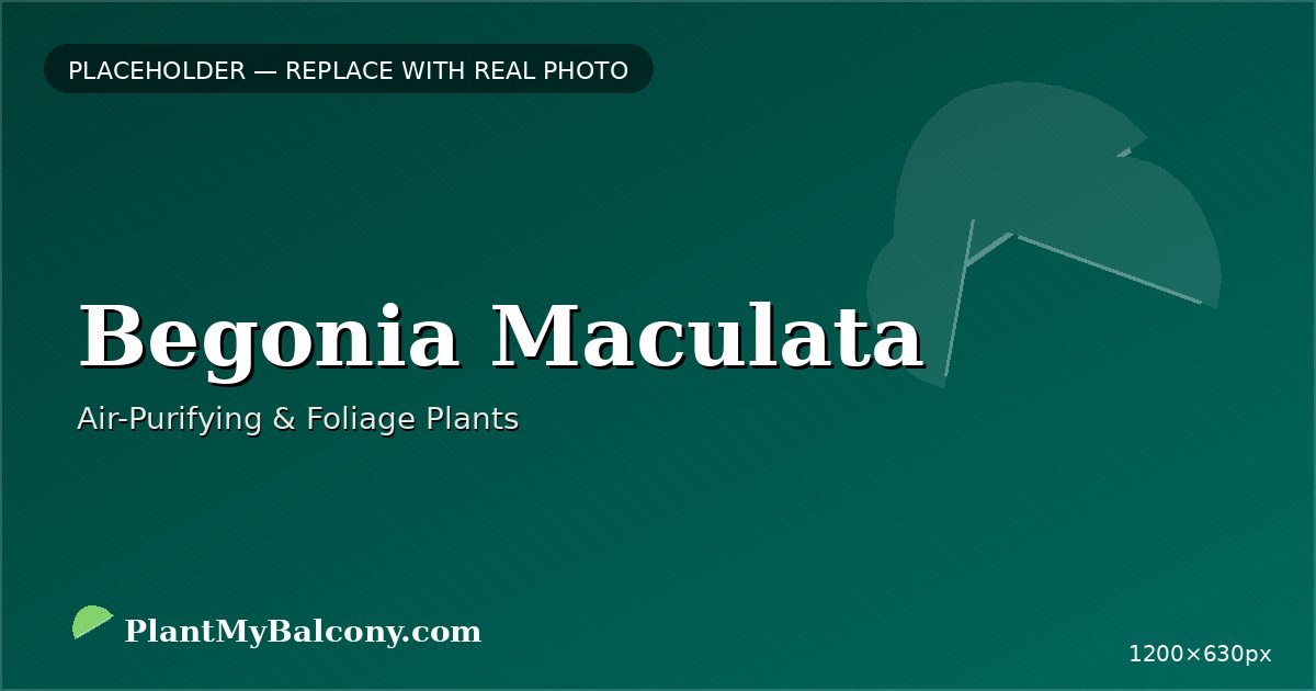 Begonia Maculata