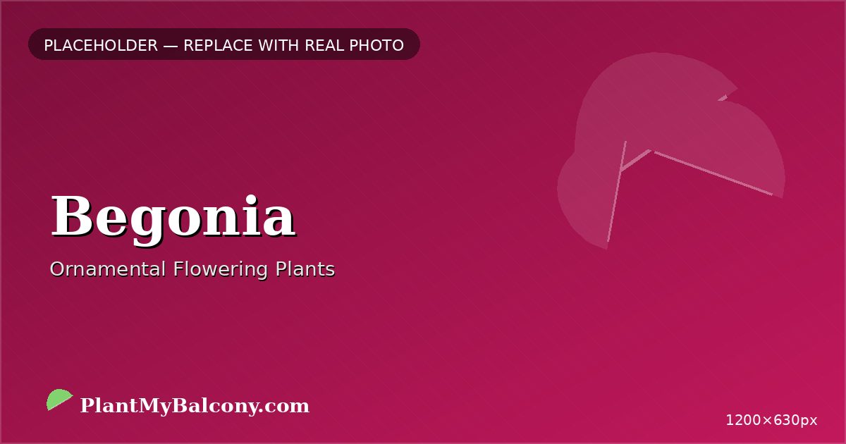 Begonia plant India