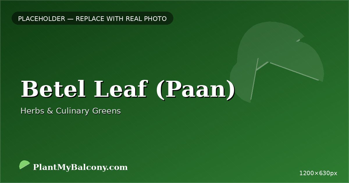 Betel Leaf (Paan) plant India