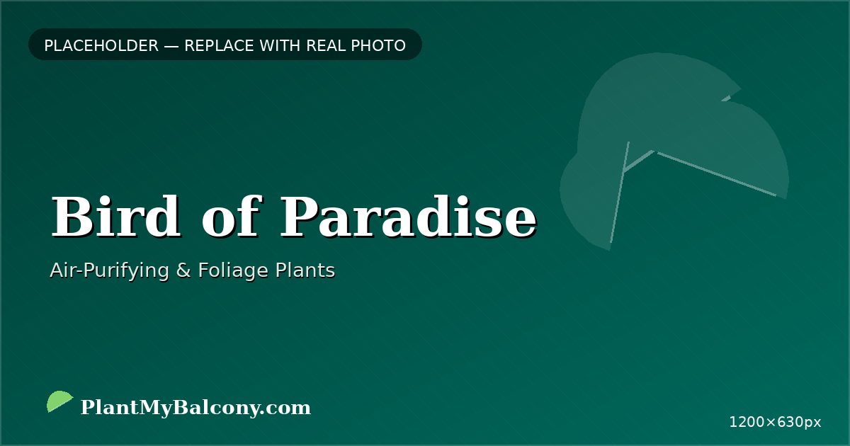 Bird of Paradise plant India