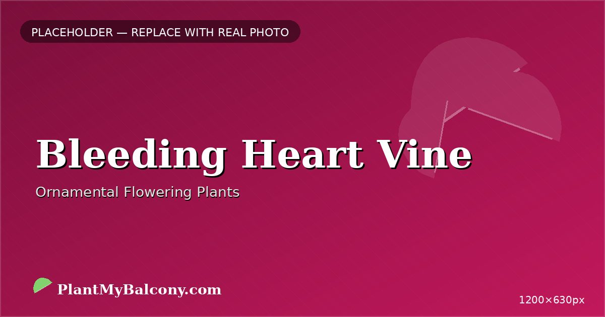 Bleeding Heart Vine plant India