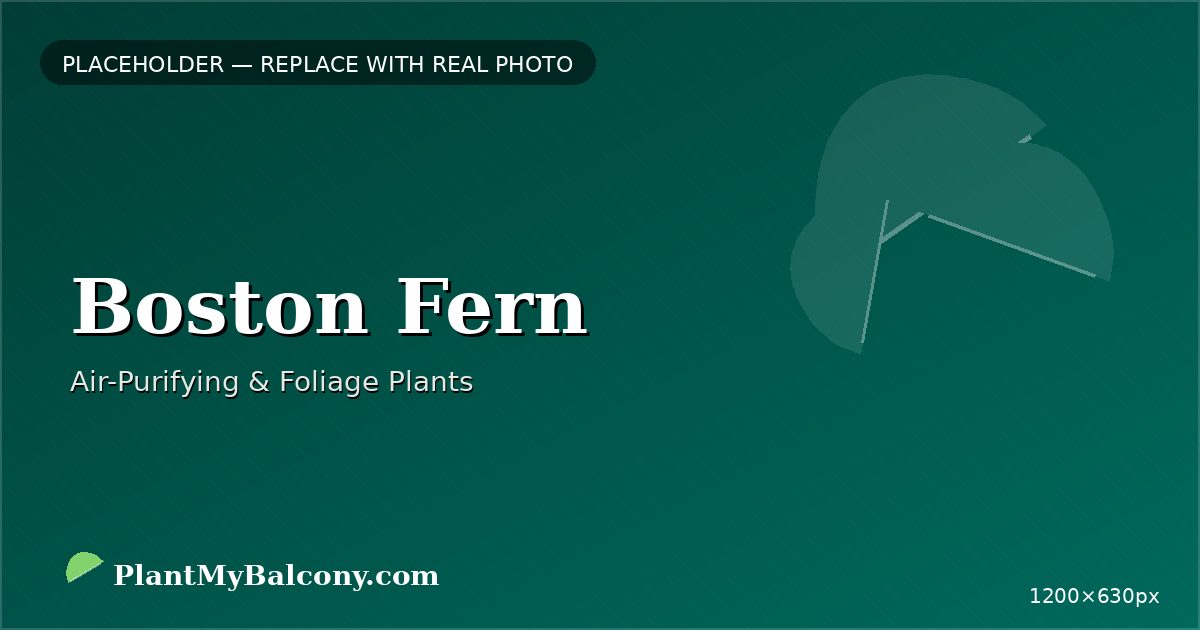 Boston Fern plant India