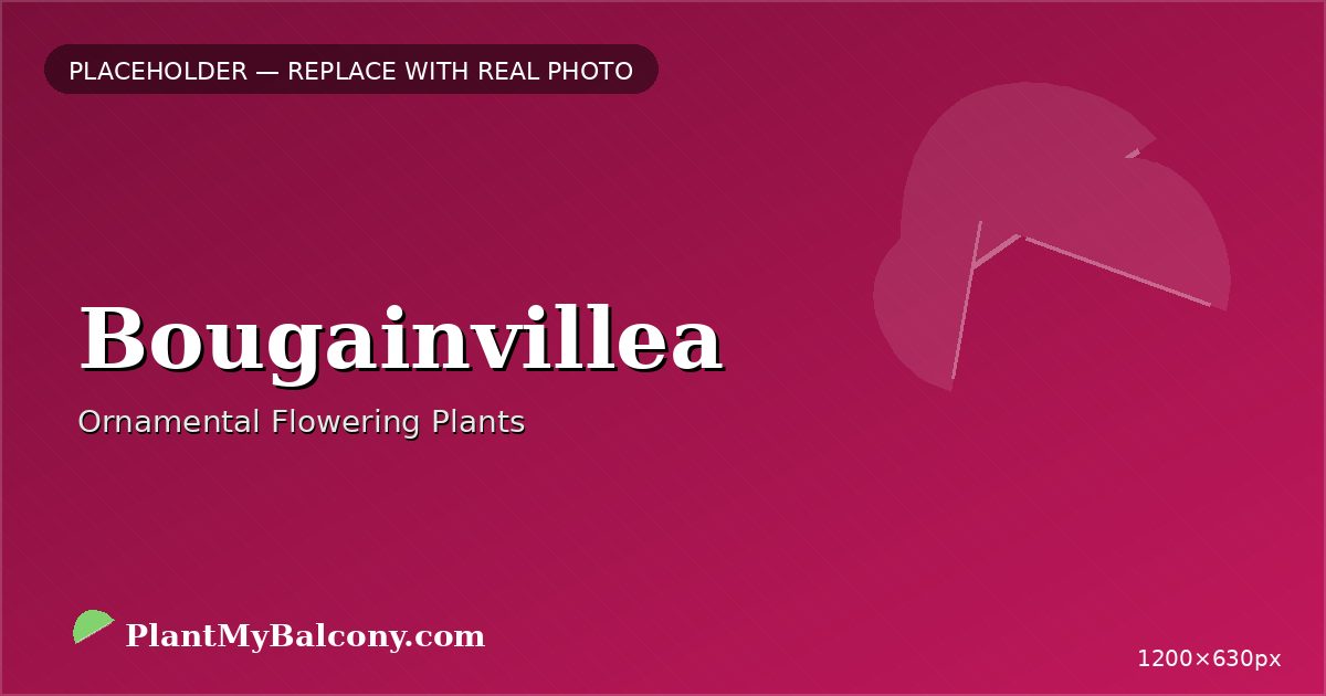 Bougainvillea plant India