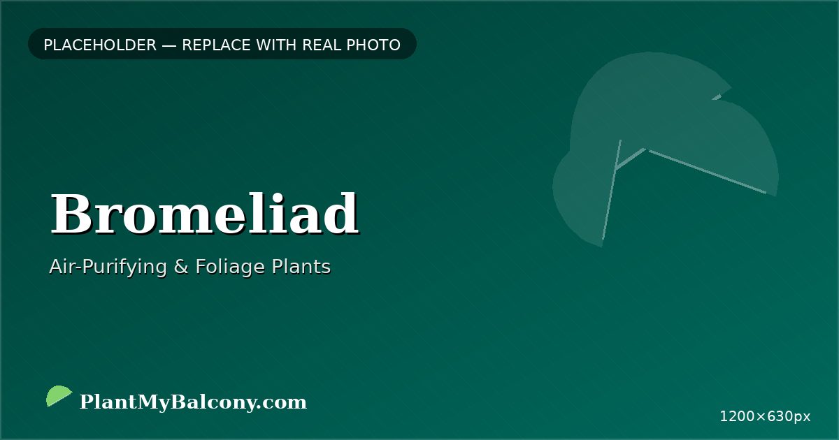 Bromeliad