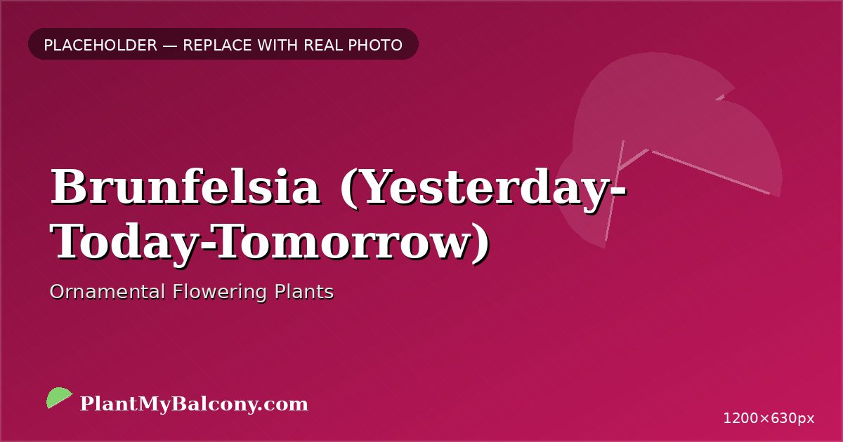 Brunfelsia (Yesterday-Today-Tomorrow)