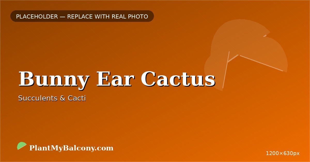 Bunny Ear Cactus