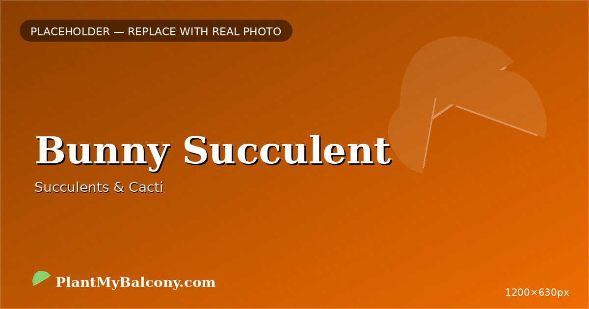 Bunny Succulent