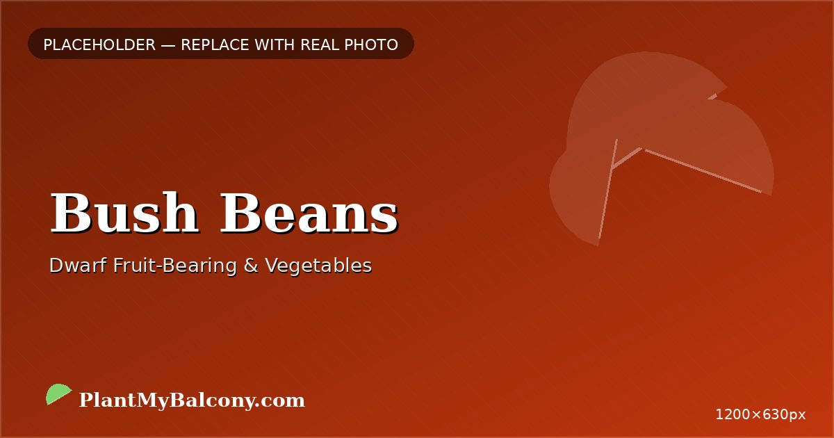Bush Beans plant