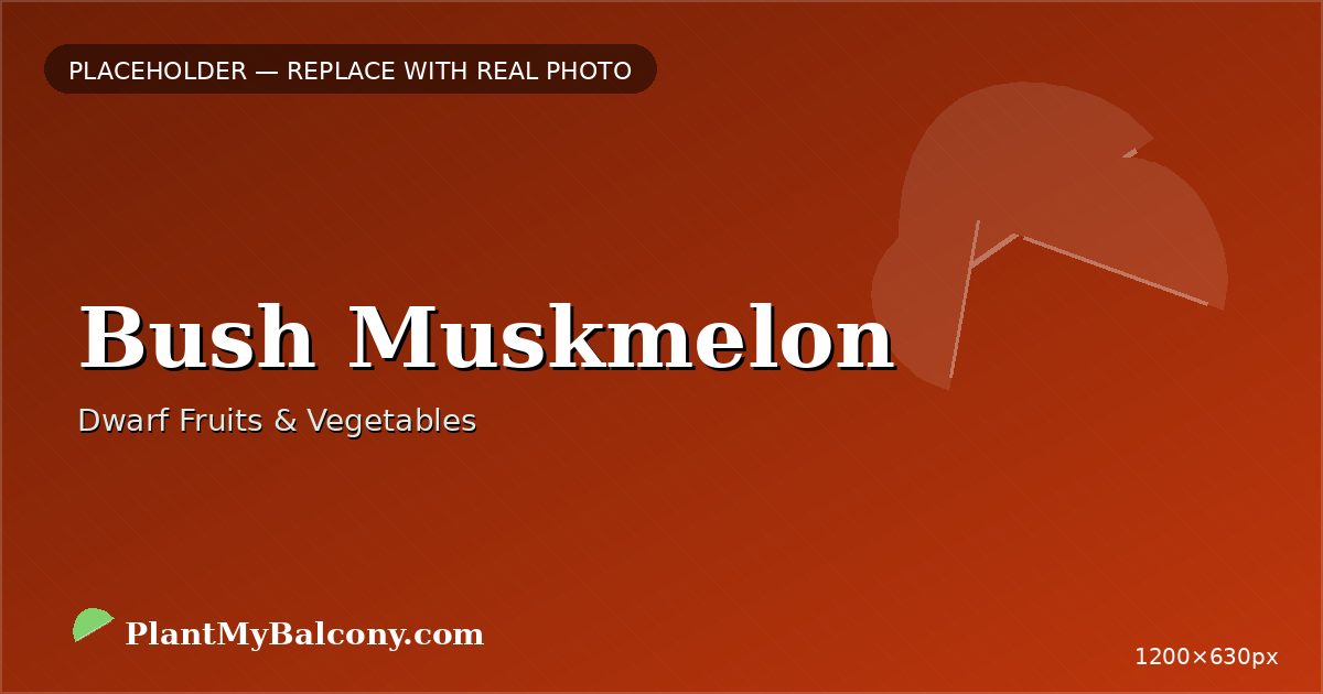Bush Muskmelon plant India