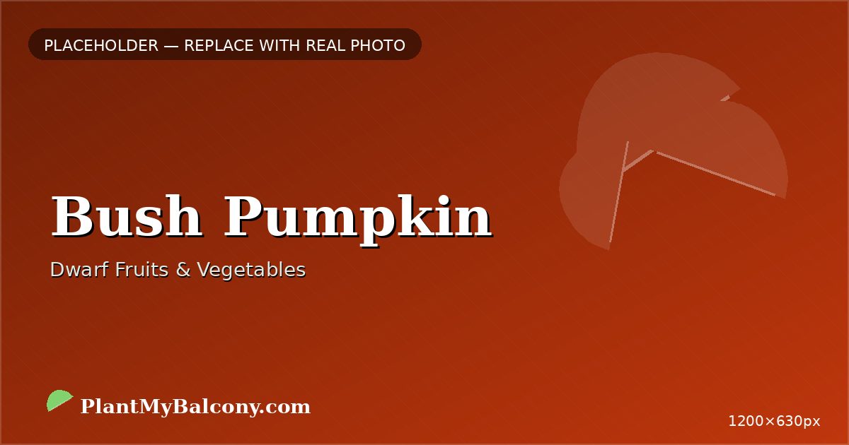 Bush Pumpkin plant India