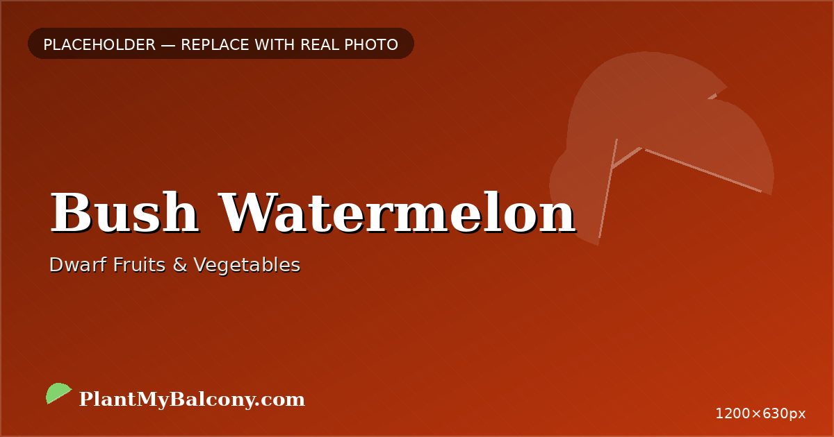 Bush Watermelon plant India
