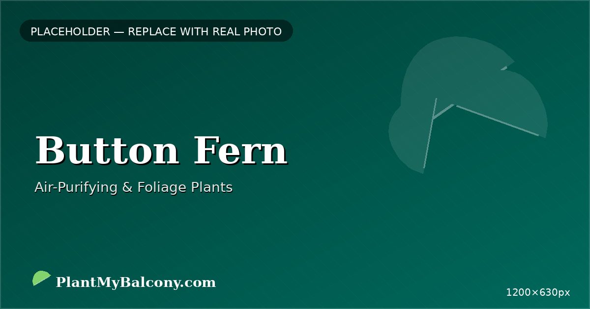 Button Fern plant India