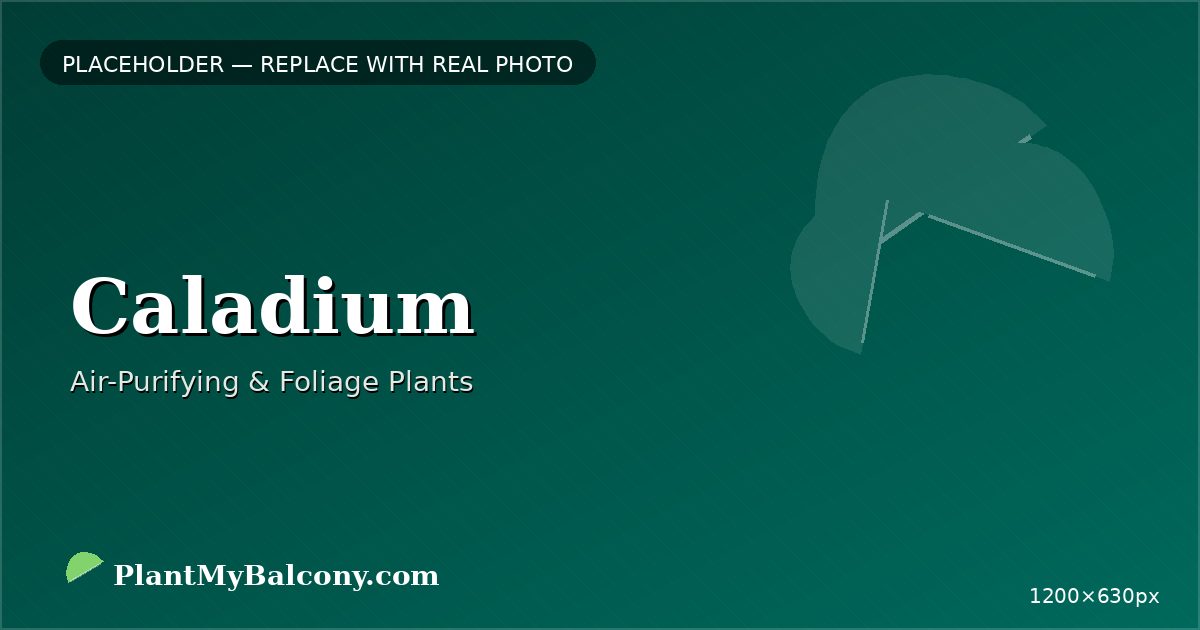 Caladium