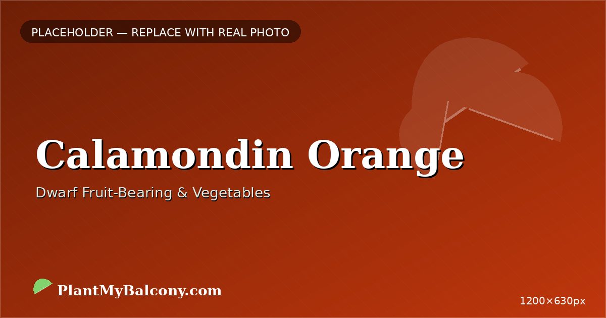 Calamondin Orange plant