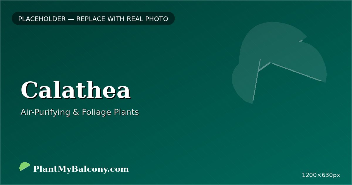 Calathea plant India