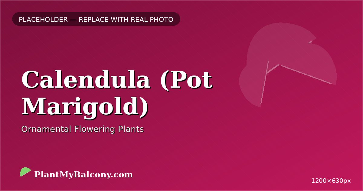 Calendula (Pot Marigold) plant India