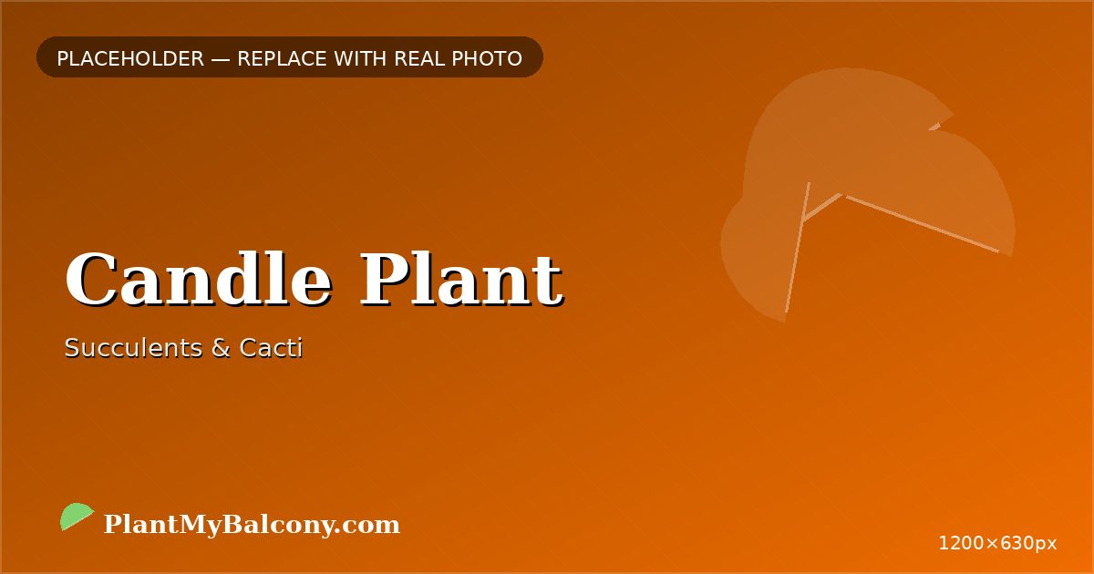 Candle Plant