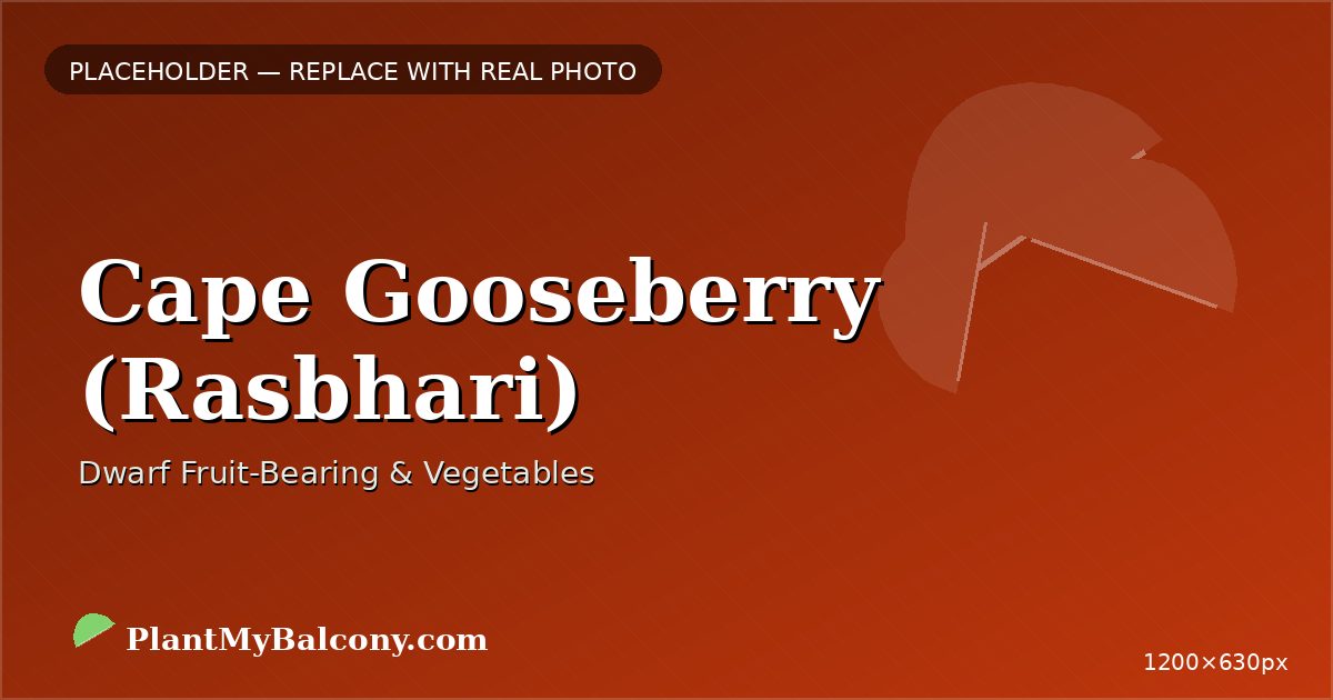 Cape Gooseberry (Rasbhari) plant