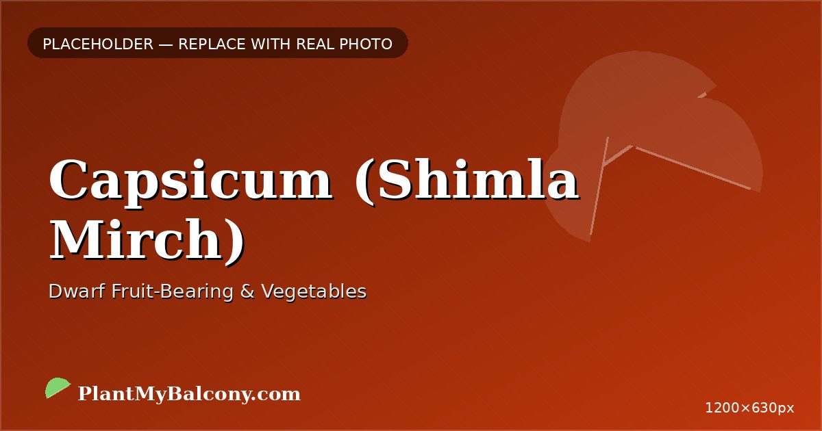 Capsicum (Shimla Mirch) plant