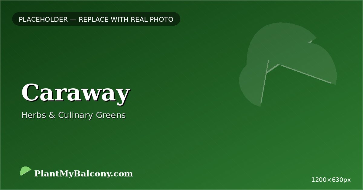 Caraway plant India